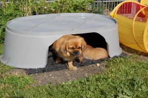 De voksne hunde bruger også hulen