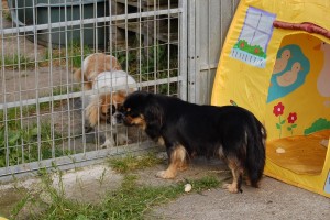 Bonnie er rigtig gode venner med Vani