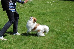 Zaki er en ivrig hund