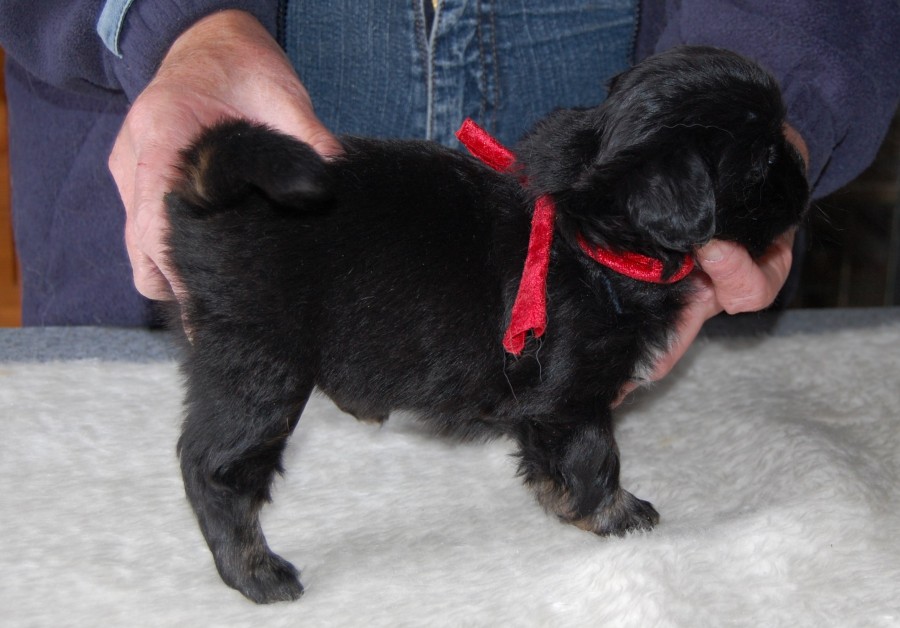 Hollie, Black og tan med hvidt tæve