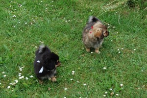 Frodo og Flora i profil