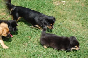 Dina, Fanny, Bonnie og Frodo på vej frem