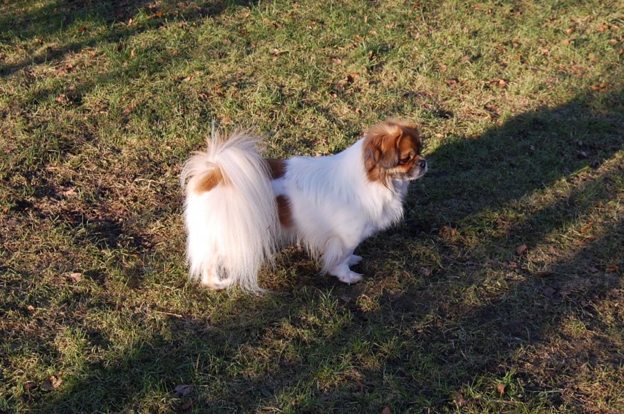 DK15249/2012 	Santo = Santo den smukke fader til Ruby`s hvalpe