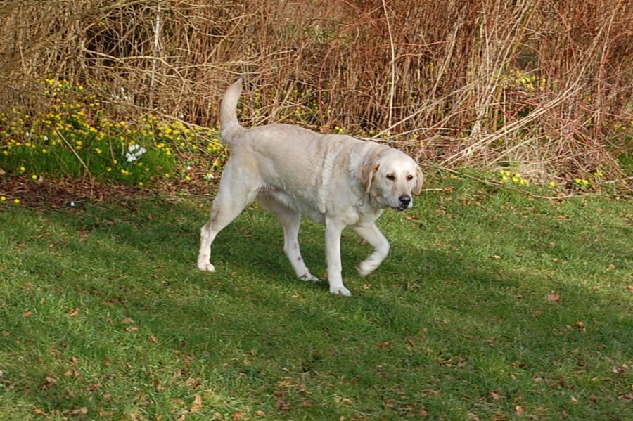 Stump ca 3 år