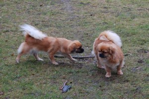 05.03.2016 Emma på besøg 027