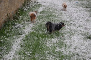 24.04.2016 Snevejr 024