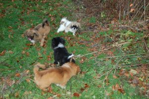 Tibetansk Spaniel