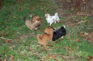 Tibetansk Spaniel