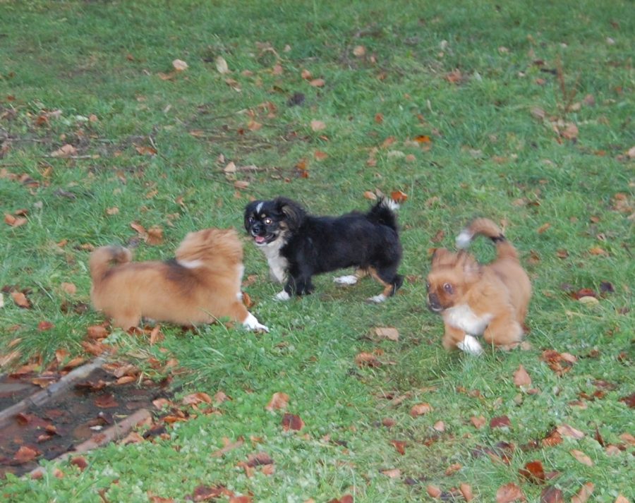 Tibetansk Spaniel