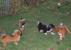 Tibetansk Spaniel