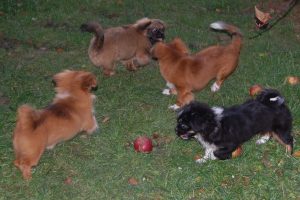 Tibetansk Spaniel