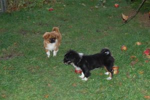 Tibetansk Spaniel