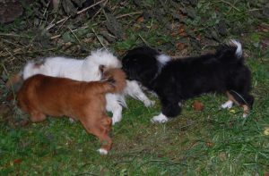 Tibetansk Spaniel