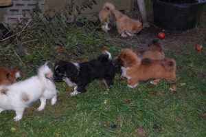 Tibetansk Spaniel