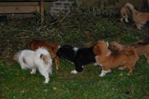 Tibetansk Spaniel