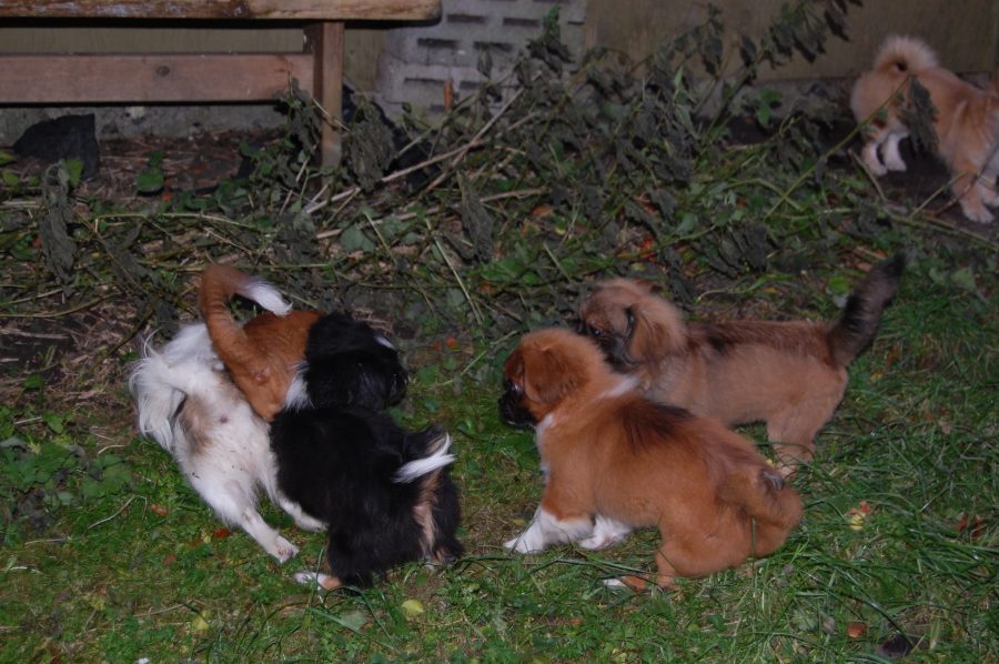 Tibetansk Spaniel