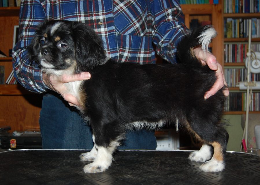 Tibetansk Spaniel