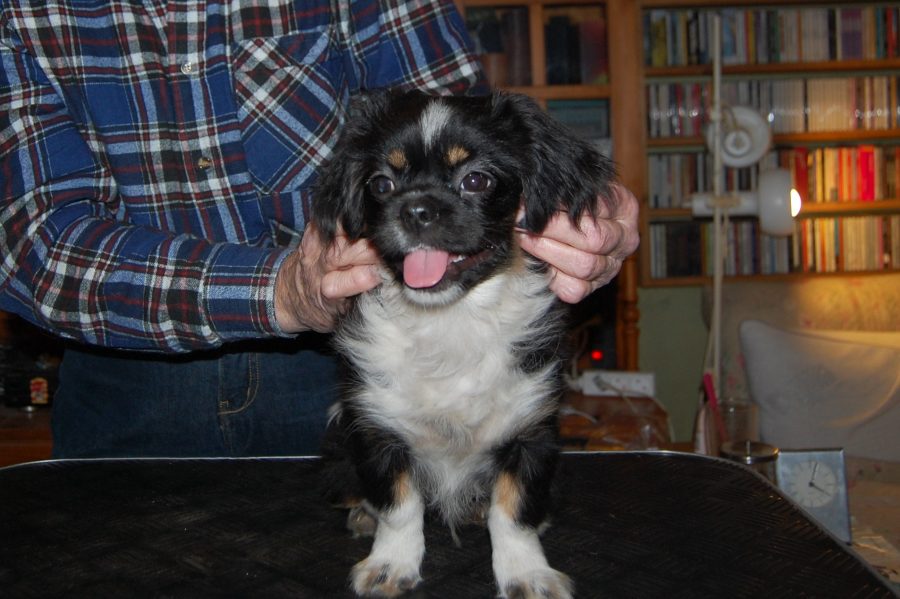 Tibetansk Spaniel