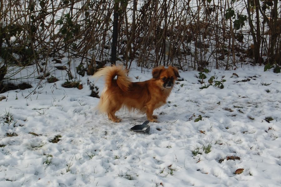 DK02005/2011 	Tibbe Labben's Lady In Red 