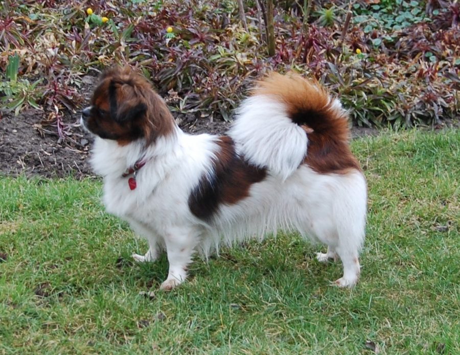 DK15606/2014 	Askim's Le-Gan Aiko