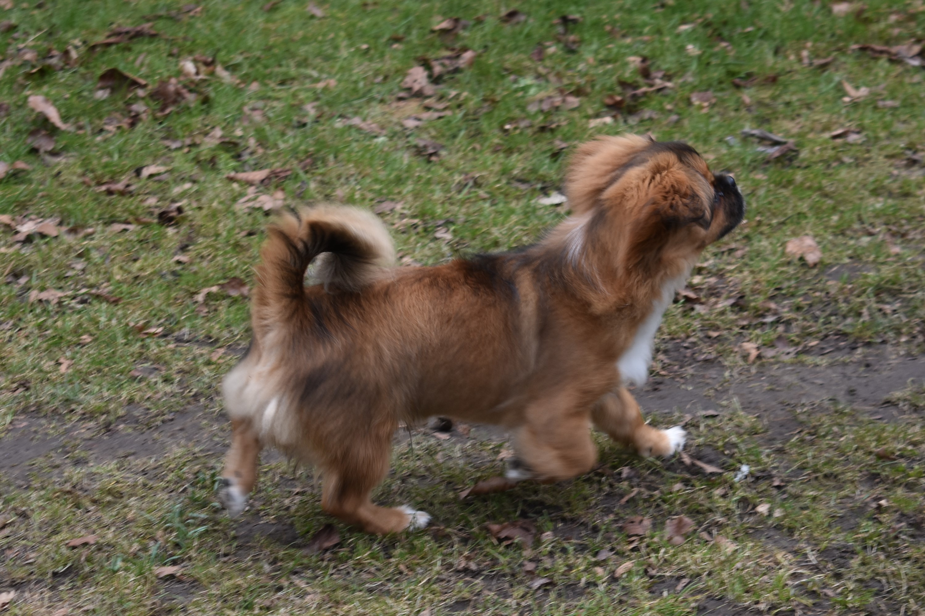 Assassin Potentiel Reproducere Zulu på besøg - Kennel Askims - Opdræt af Tibetansk Spaniel og Russian Blue