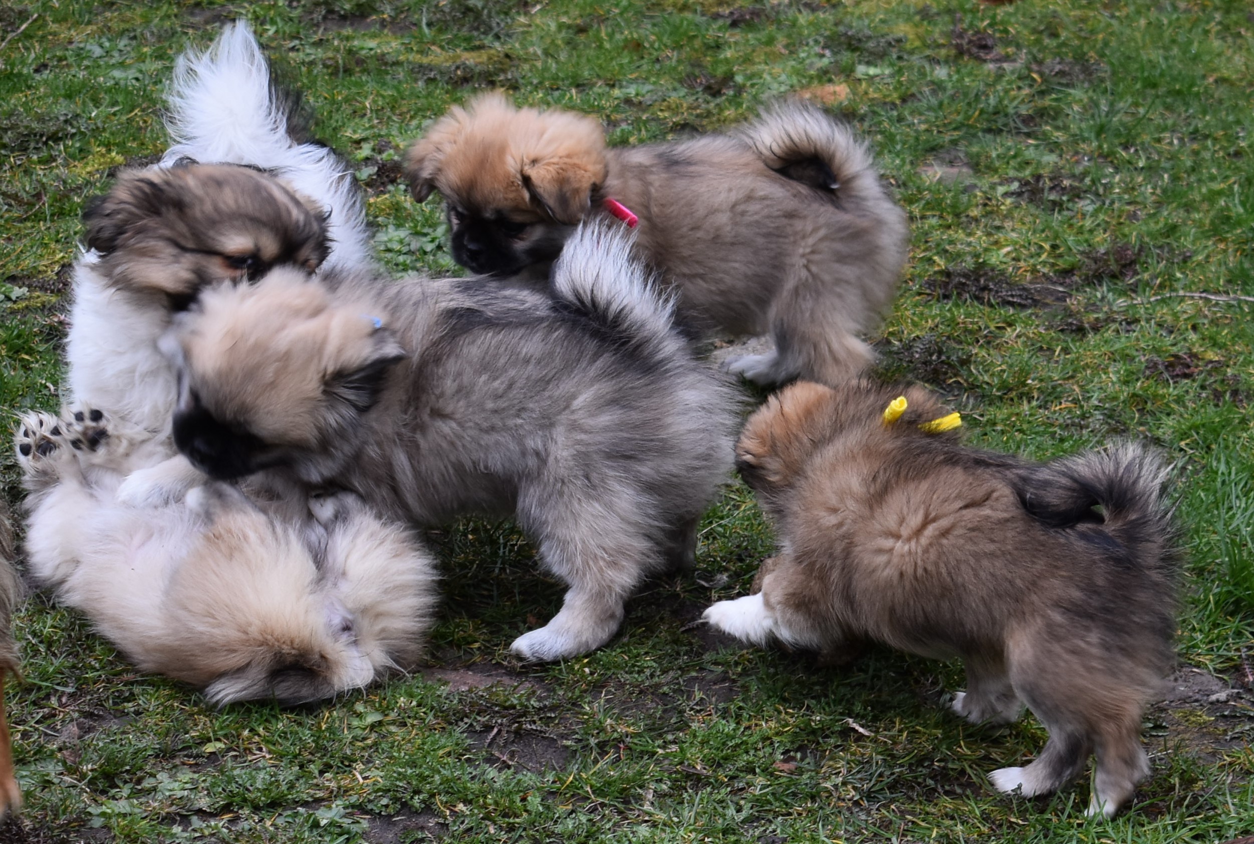 Sydamerika ligning Supersonic hastighed Hvalpe til salg - Kennel Askims - Opdræt af Tibetansk Spaniel og Russian  Blue