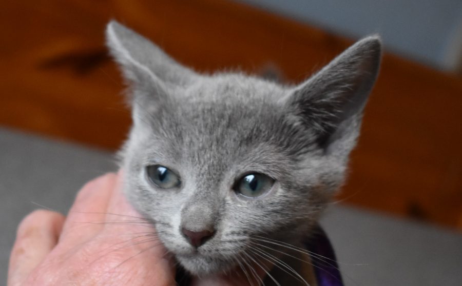 Til salg kat sibirisk Adoptionspris og