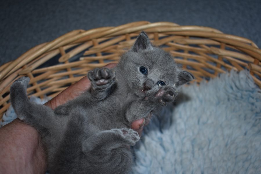 Russian Blue Til salg Arkiv - Kennel Askims - Opdræt af Spaniel og Russian Blue