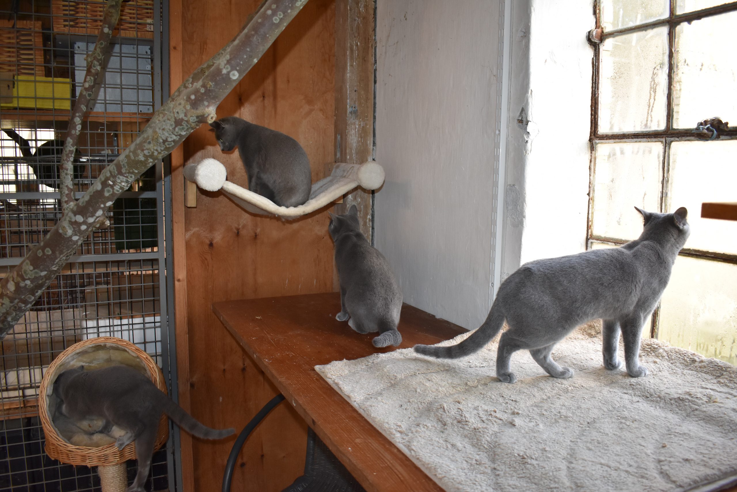 Et ind i den ene voliere - - Opdræt af Tibetansk Spaniel og Russian Blue