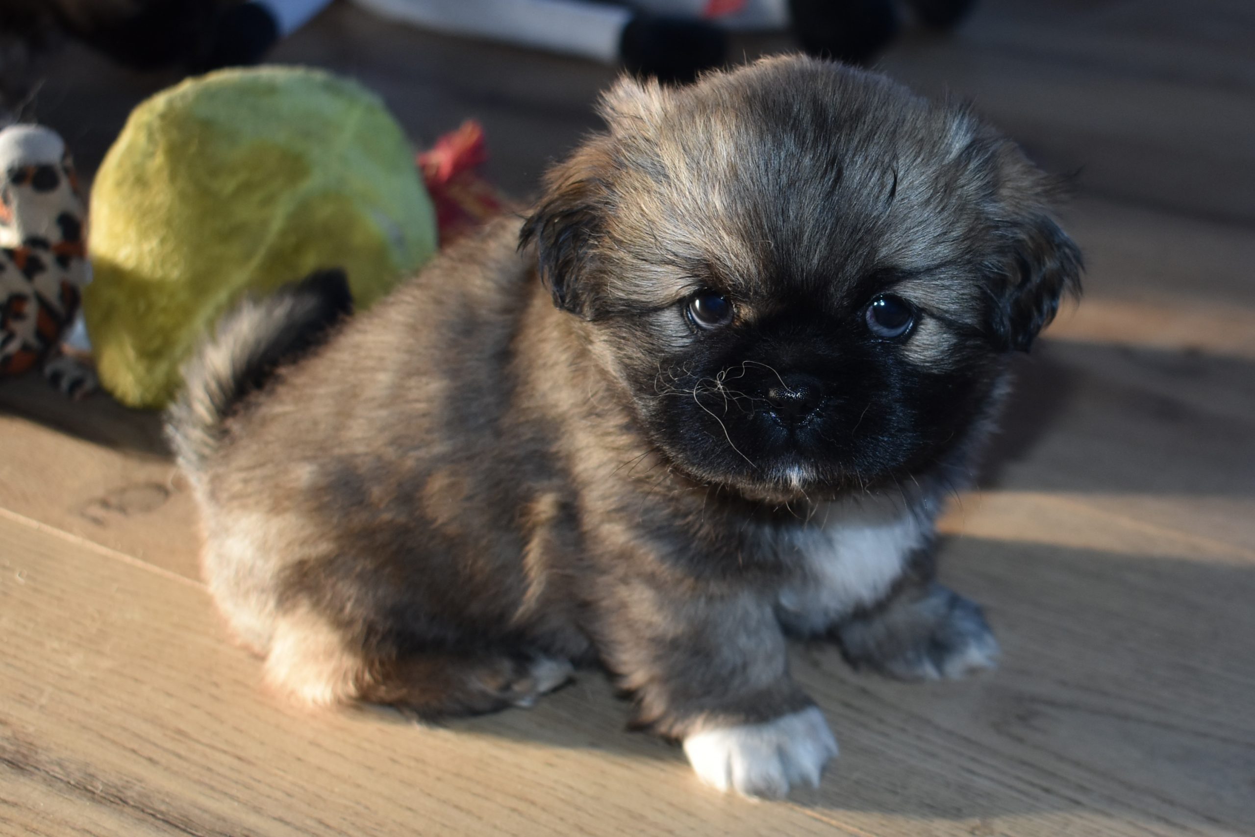 Tibetansk Spaniel Til Salg Kennel Askims Opdr t Af Tibetansk Tibetansk Spaniel Til Salg Kennel Askims Opdr t Af Tibetansk