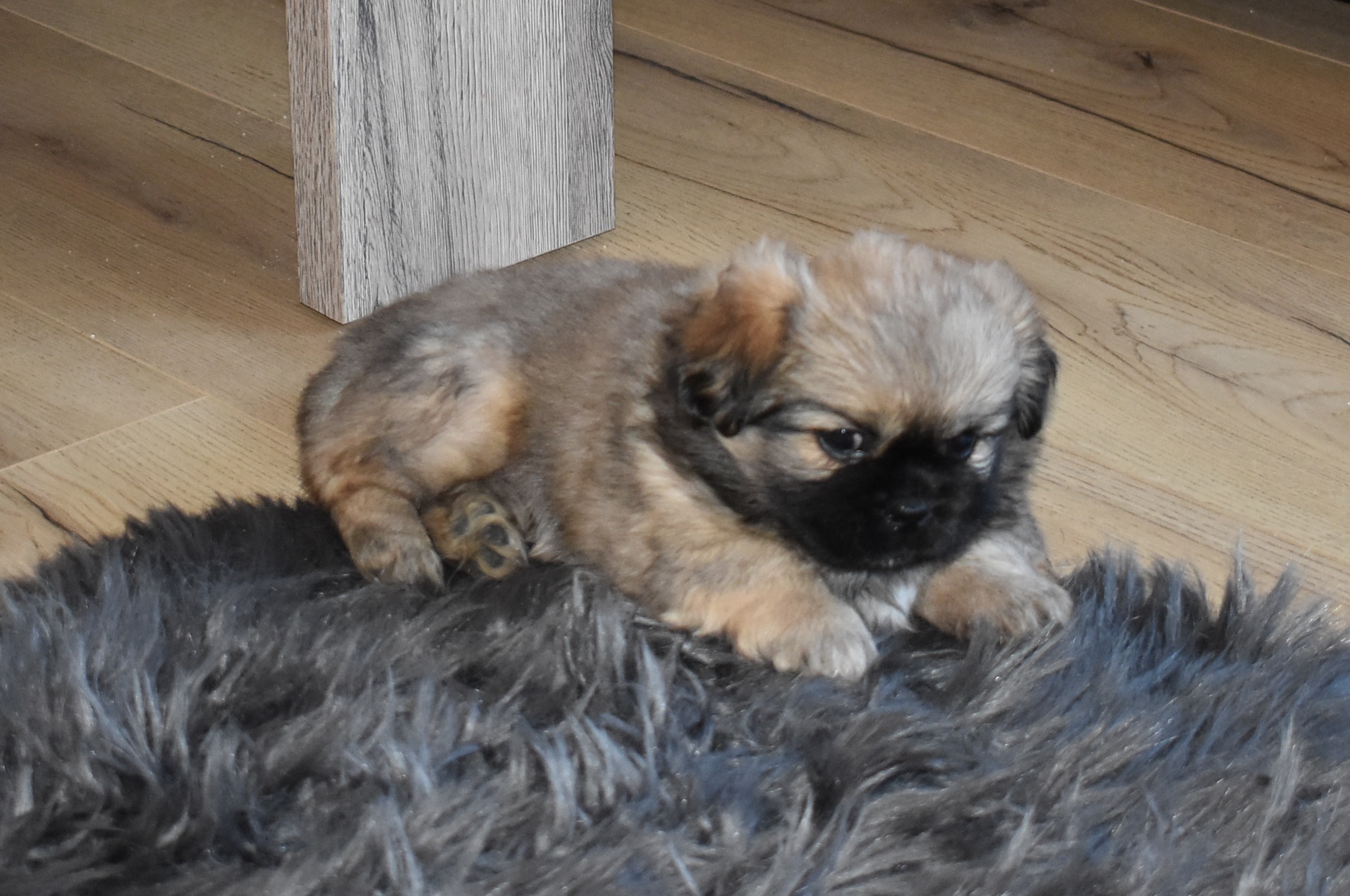 Tibetansk Spaniel Til Salg Kennel Askims Opdr t Af Tibetansk Tibetansk Spaniel Til Salg Kennel Askims Opdr t Af Tibetansk