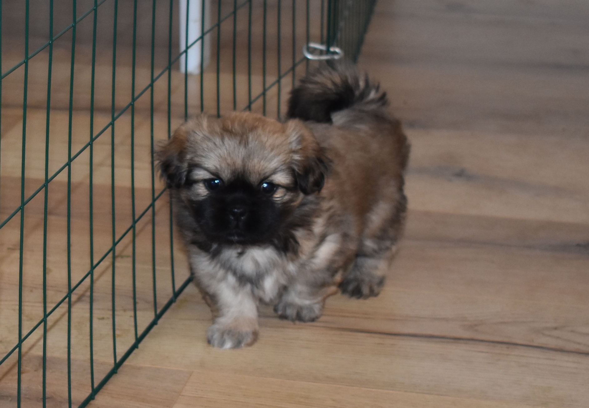 Tibetansk Spaniel Til Salg Kennel Askims Opdr t Af Tibetansk Tibetansk Spaniel Til Salg Kennel Askims Opdr t Af Tibetansk