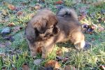 DK17924/2016 Anton