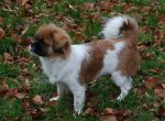 DK12435/2016 Askim's Ol-Va Queenie = Daisy