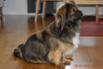 DK12552/2016 Askim's Ay-Si Samson